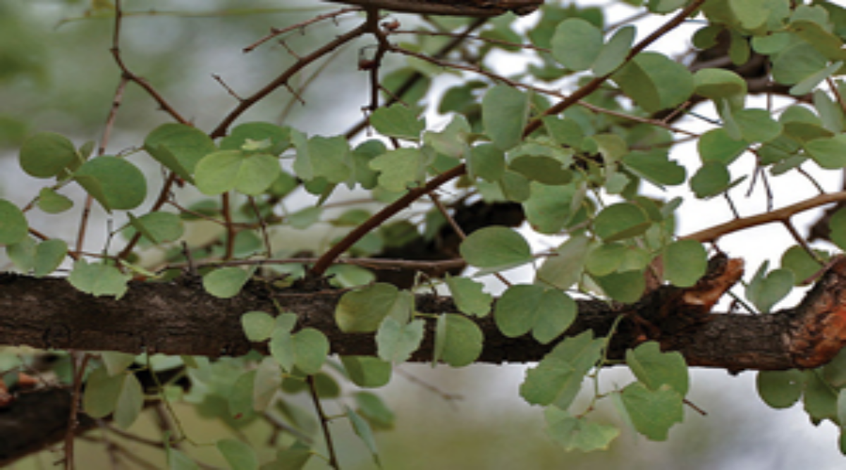The need for conservation aapta tree nagpu