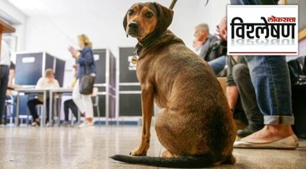 How Body Odor Changes when you are stressed How Do Dogs Recognize Anxiety Stress Depression and cancer by smell