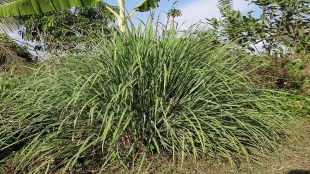 Lemongrass