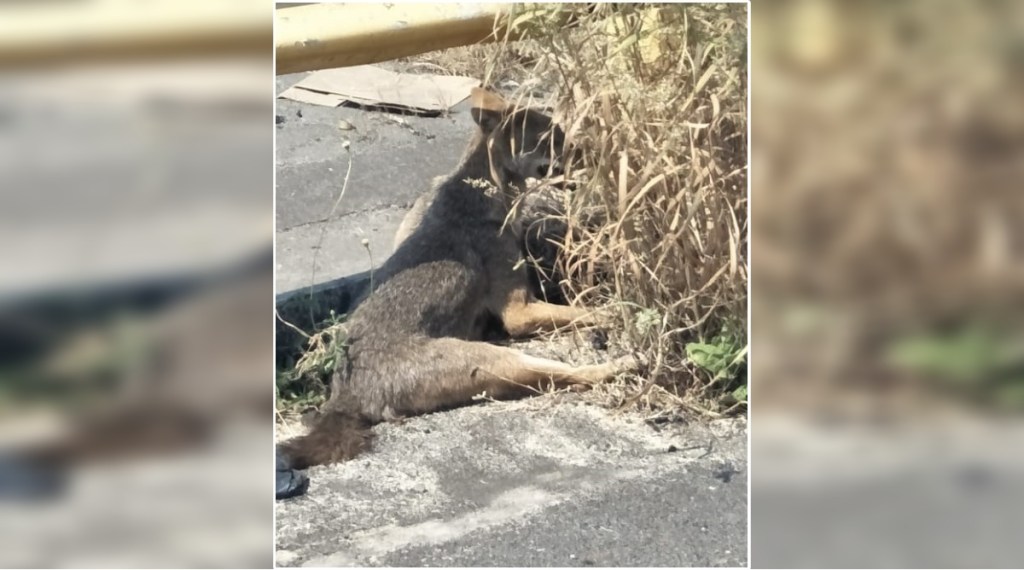 Fox injured in collision with vehicle