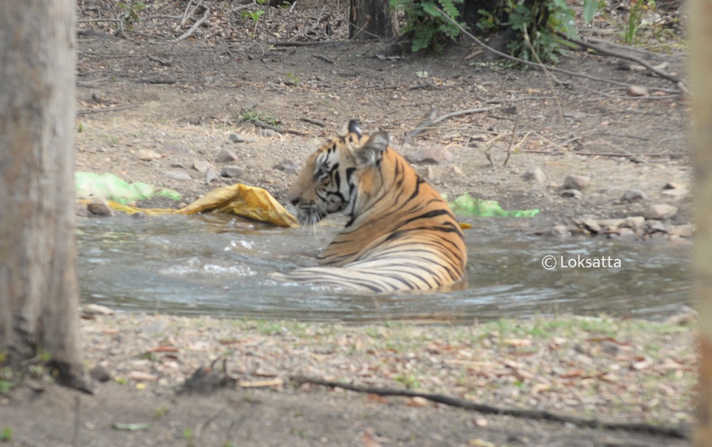Bahu Tiger Nawegaon Nagzira Information Photos