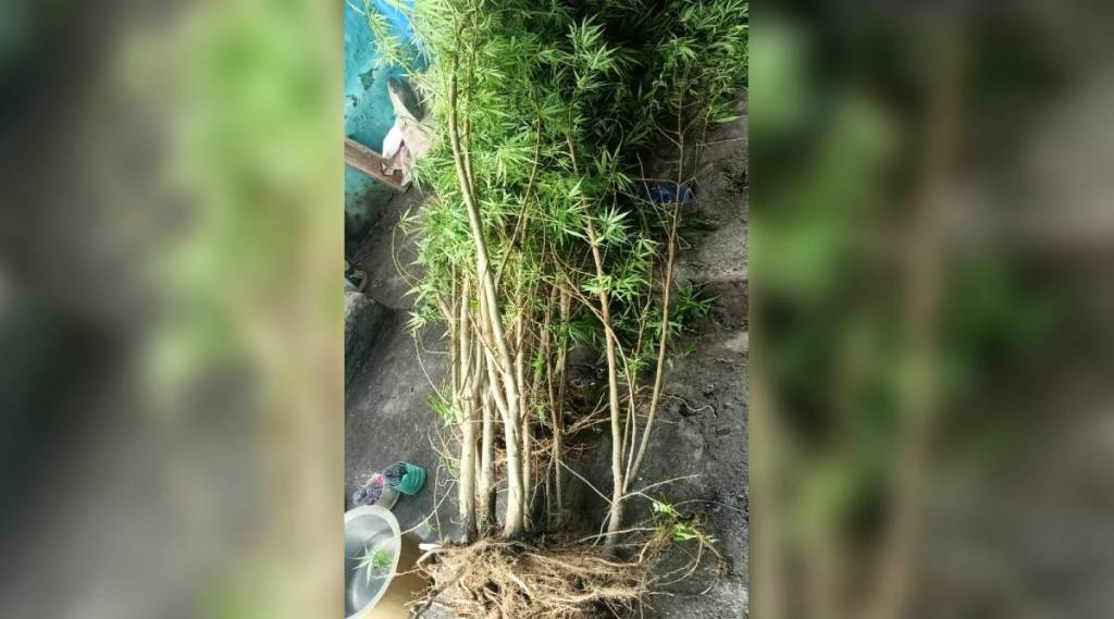 Cannabis plants