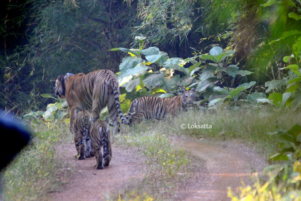 Choti Tara Tigress