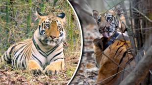 Choti Tara Tigress