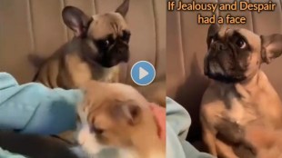 Dog gets jealous by seeing his owner pampring cat Anand Mahindra shares video his caption is a must read