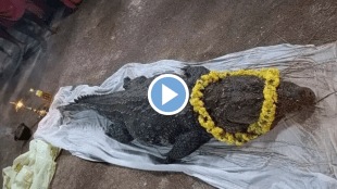 viral video Vegetarian Crocodile Who Loved Rice dies peacefully at age of 75 watch her last rites