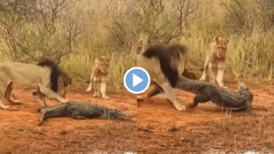 Viral Video Lioness Attacked Crocodile Pulls Legs And Bites