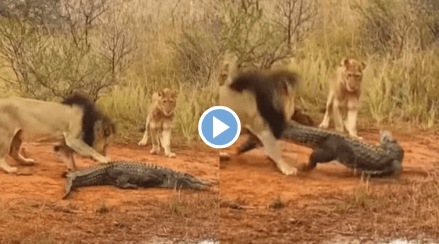 Viral Video Lioness Attacked Crocodile Pulls Legs And Bites