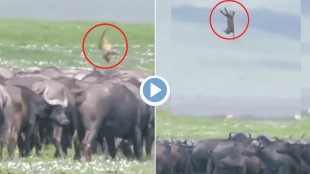 Viral Video Lion Cub Thrown In Air Like Football By Buffaloes Watch Shocking Clip