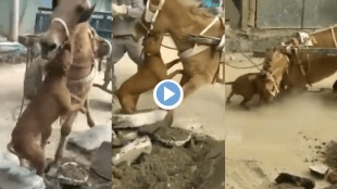 Viral Video Pitbull Dog Attacks Horse Bites off Face Shocking Clip trending Today On Instagram