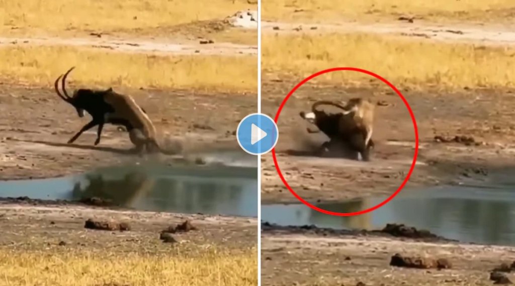 fight video of sable antelope and lioness