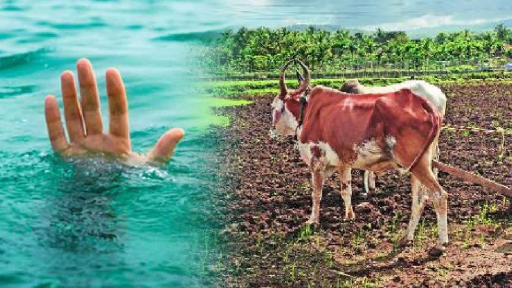 farmer and bullock drowned at water death chandrapur