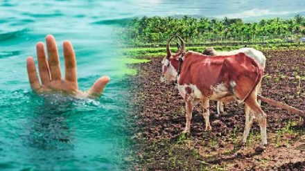farmer and bullock drowned at water death chandrapur