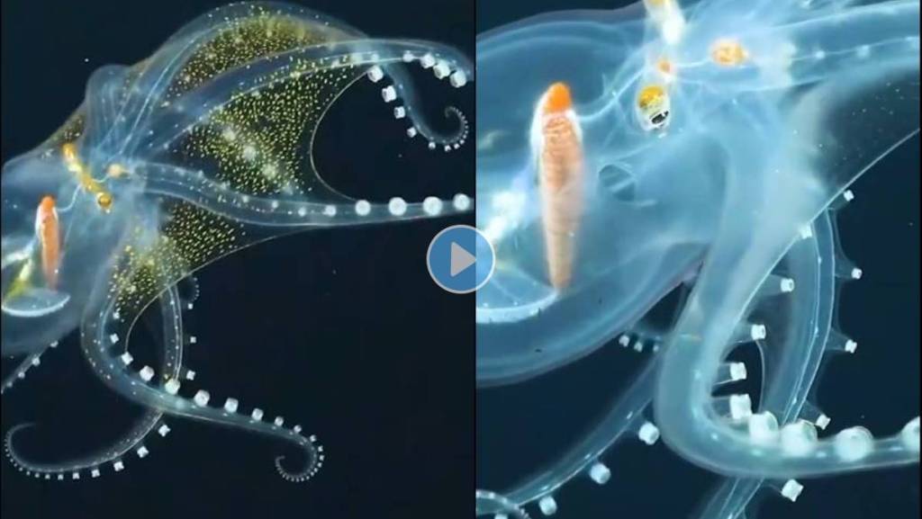 Transparent-Octopus