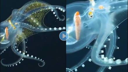 Transparent-Octopus