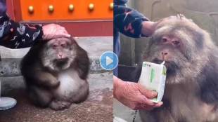 Chubby-Monkey-With-One-Arm