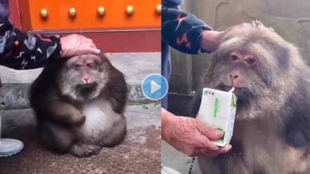 Chubby-Monkey-With-One-Arm