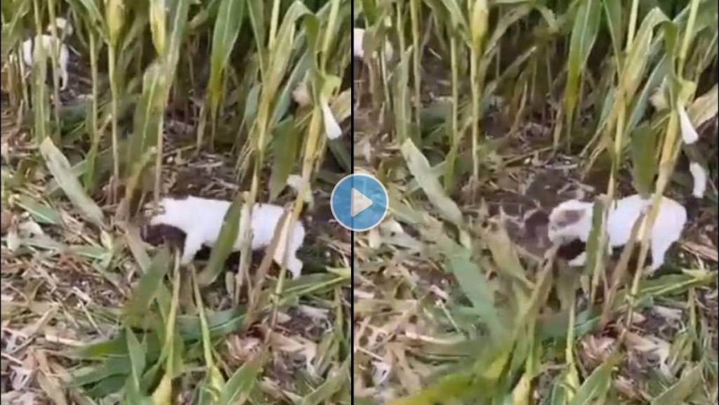 Dog-Helps-Farmer-Parent-Cut-Crops