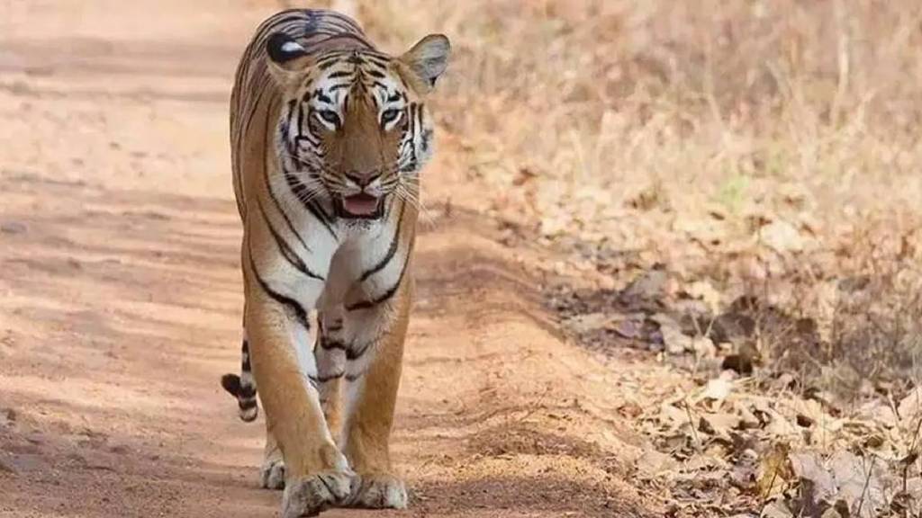 Tigress dies in train accident in chadrapur