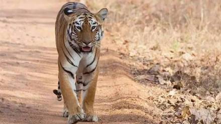 Tigress dies in train accident in chadrapur