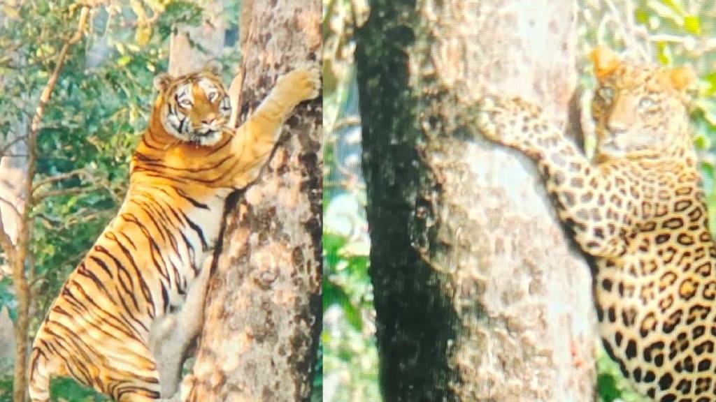 Two leopards fighting Nagzira forest and leopard ran away after tiger entered nagpur