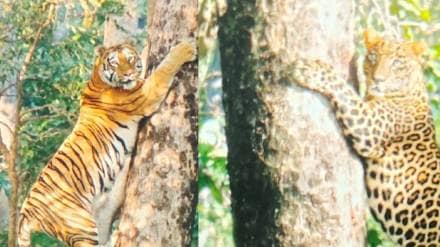 Two leopards fighting Nagzira forest and leopard ran away after tiger entered nagpur