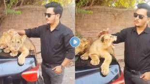 Lion-Cubs-Attack