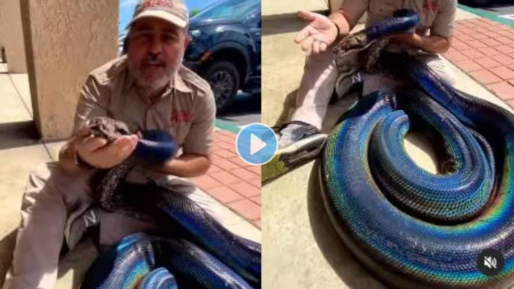 rainbow python goes viral on social media: 'stunning',... इंद्रधनुषी अजगराचा VIDEO VIRAL, सौंदर्य पाहून लोक आश्चर्य होऊ लागले ...