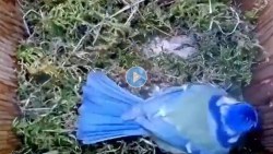 पक्ष्यांच्या जीवनातील ५१ दिवस दाखवणारा VIDEO VIRAL, २१ मिलियन लोकांनी पाहिला व्हिडीओ