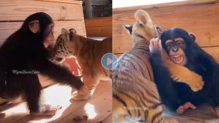 baby-chimpanzee-hugging-tiger