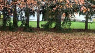 Optical Illusion can you find dog in this picture take a challenge