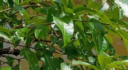 या फोटोत लपलेला बेडूक तुम्हाला दिसला का? ऑप्टिकल इल्युजनच्या व्हायरल फोटोमधील चॅलेंज स्वीकारा