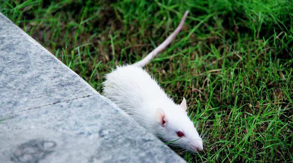 Rat-human-brain