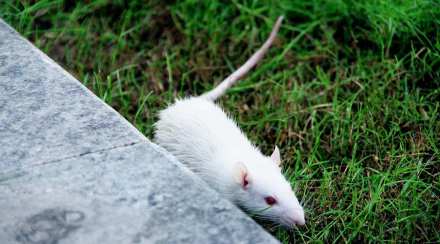Rat-human-brain