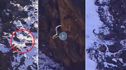 Snow Leopard1