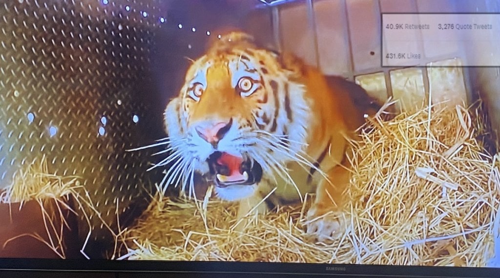Tiger shocked expression