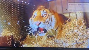 Tiger shocked expression
