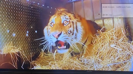 Tiger shocked expression