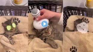 Video showing Cat Enjoying spaw day goes viral Netizens feel jealous