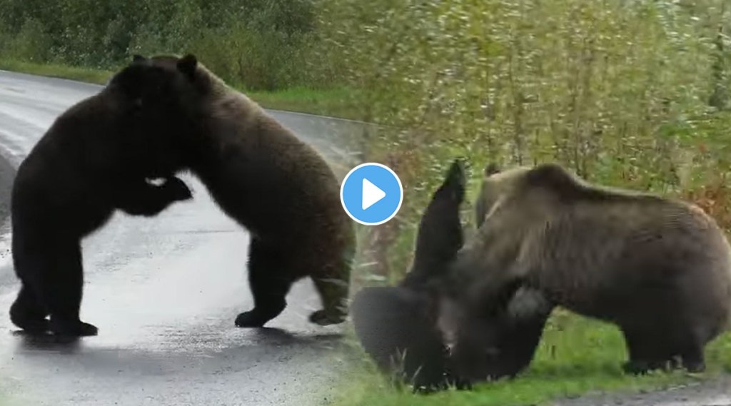 fight between two bear