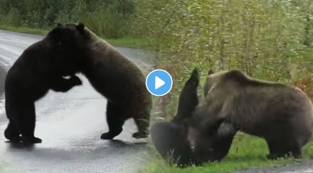 fight between two bear