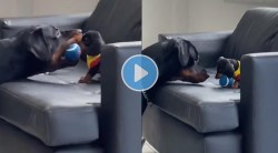 Viral : श्वानाने पिलाला खेळण्यासाठी दिला बॉल, उत्साही पिलाने जे केल ते पाहून तुम्ही त्याच्या प्रेमात पडाल