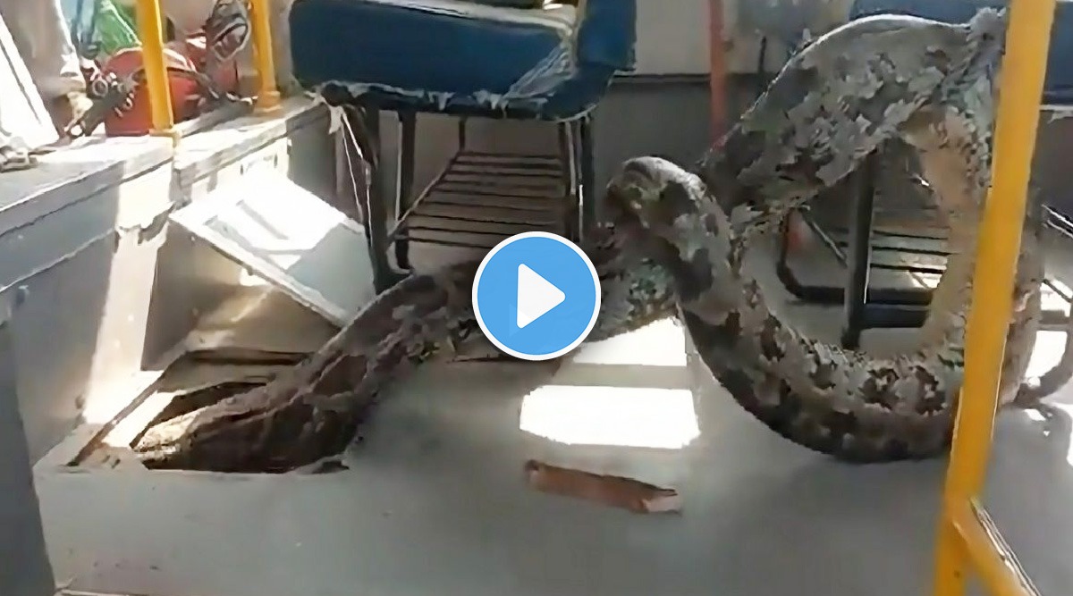 ifs susanta share video of huge python found in school bus in Raebareli up