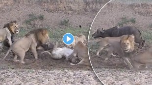 lion fight video
