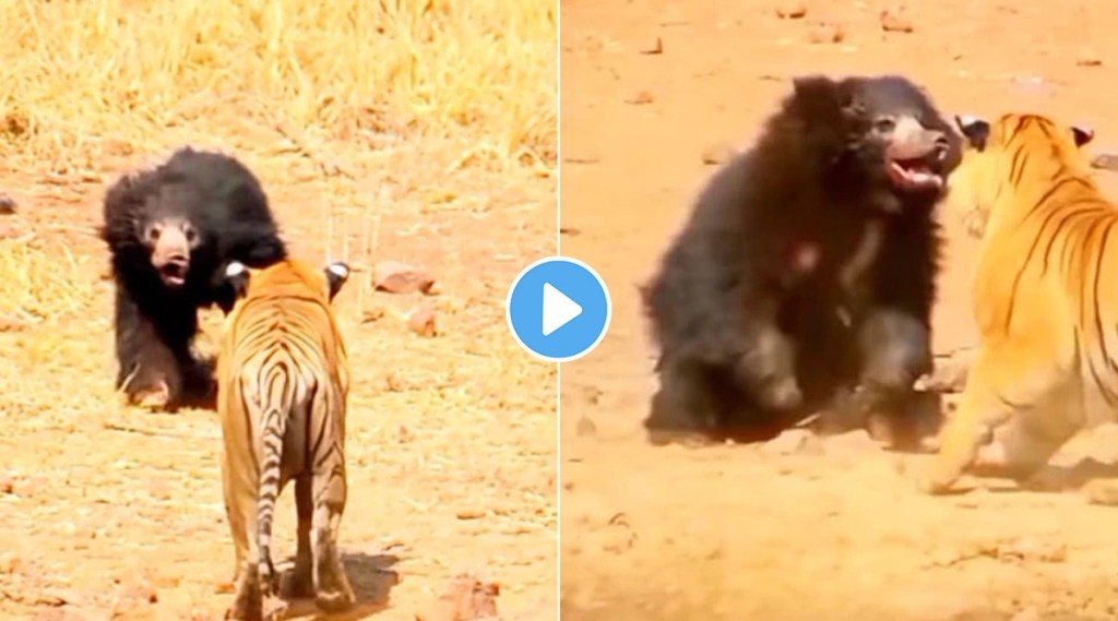 viral fight between tiger and bear viral fight between tiger and bear