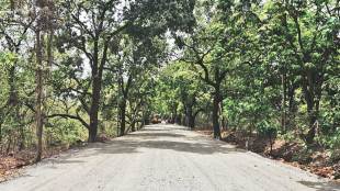 aarey