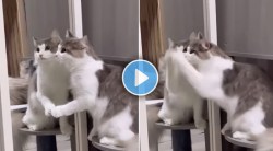 मांजरीने स्वतःला आरशात पाहून दिलेली प्रतिक्रिया पाहून तुम्हालाही आवरणार नाही हसू; Viral Video एकदा पाहाच