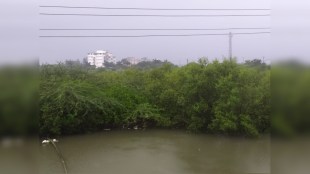 2200 hectares of mangroves of Uran will be protected