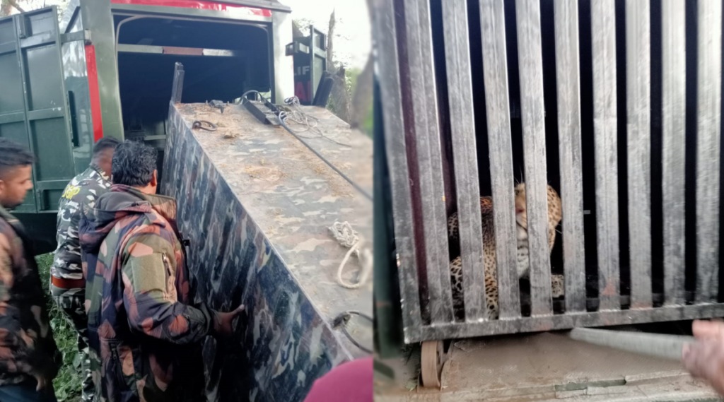 one-leopard-successfully-trapped-in-aarey