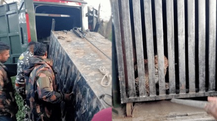 one-leopard-successfully-trapped-in-aarey